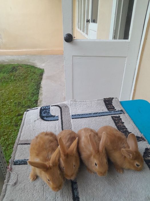 Куйонлар бор.бургун.