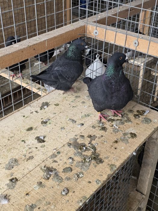 Porumbei AgH  pe negru