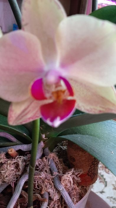 Орхидеи азиатские