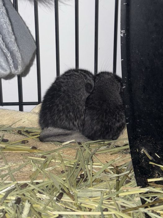 Pui de chinchilla (doar impreuna)