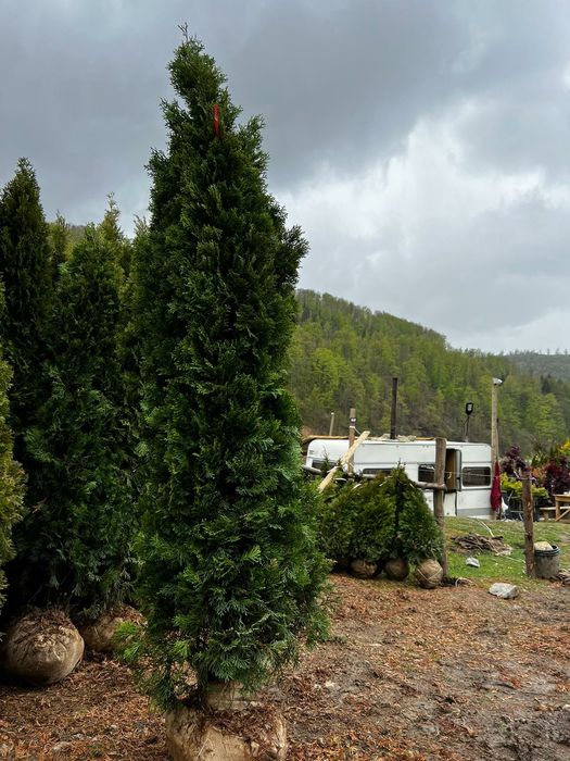 Tuia smarald Leylandii chipaross