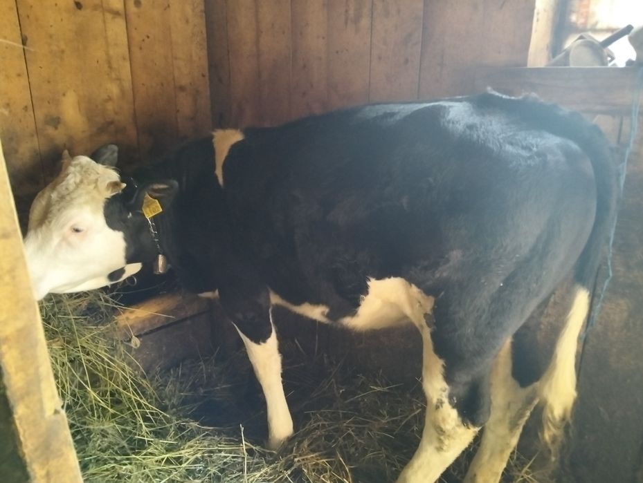 Vând juninca baltata