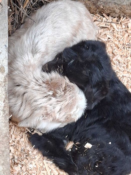 Продаются козы с козлятами