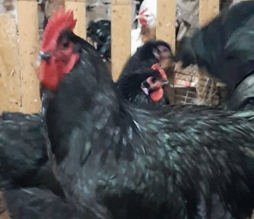 Продам инкубационное яйцо курей!