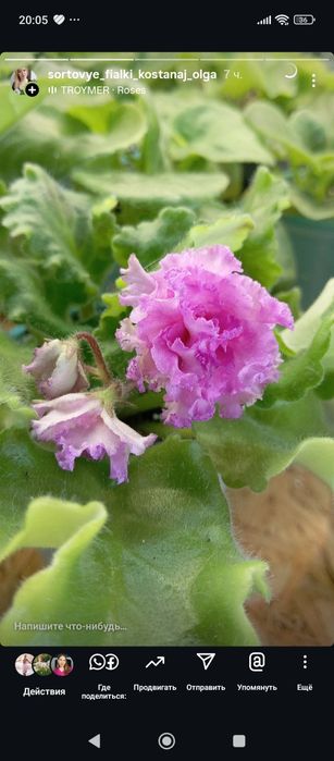 Излишки сортовых фиалок и торф