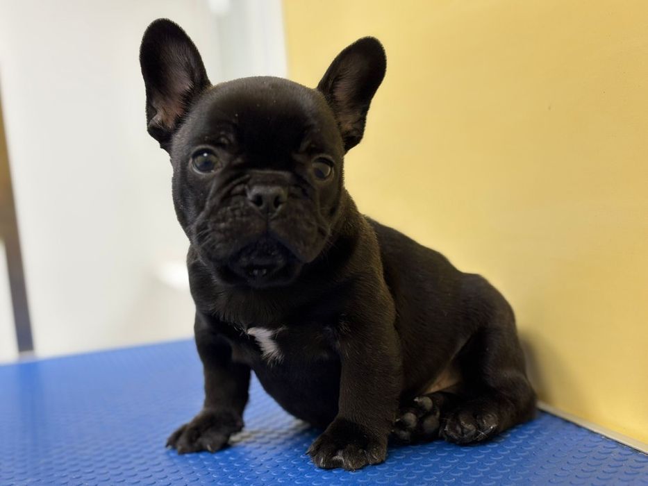 Bulldog francez mascul