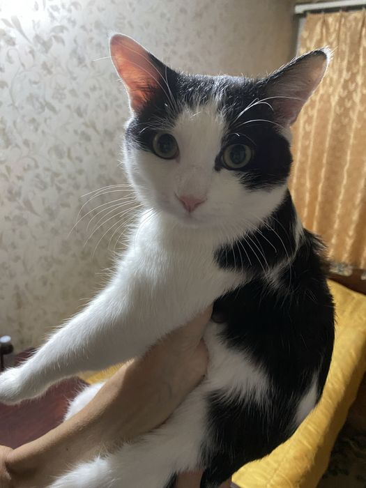 Кот в добрые руки