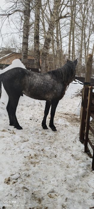 Продам Жеребца иноходец