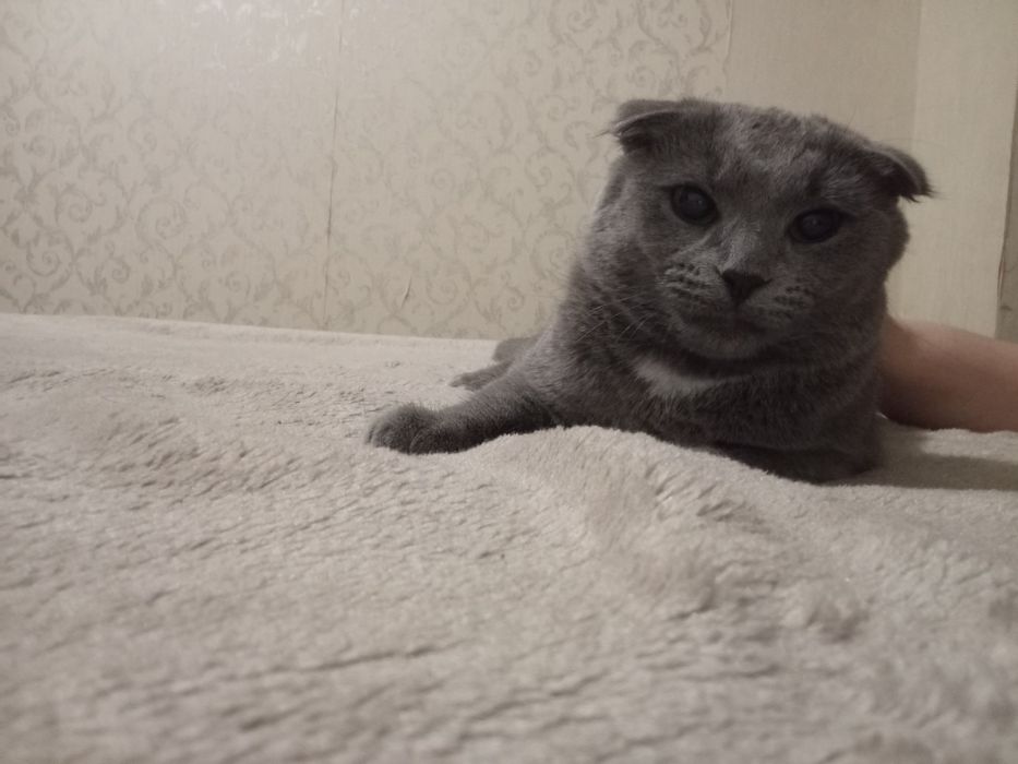 Отдам кошку Даром