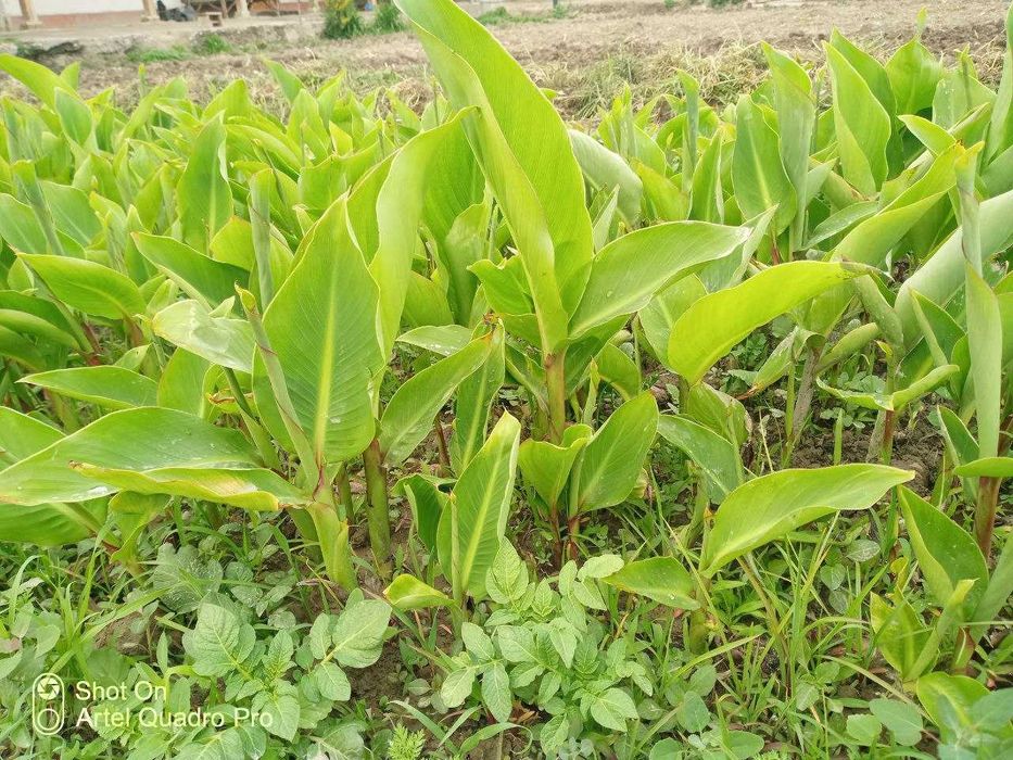 Kan Gul – Кан Гул  Сотилади , To‘g‘ridan-to‘g‘ri Dehqondan Oling!