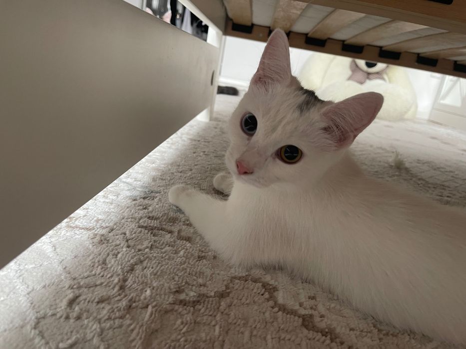 кошка, Мия, 5 мес. девочка