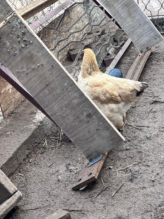 Продается цыпленки