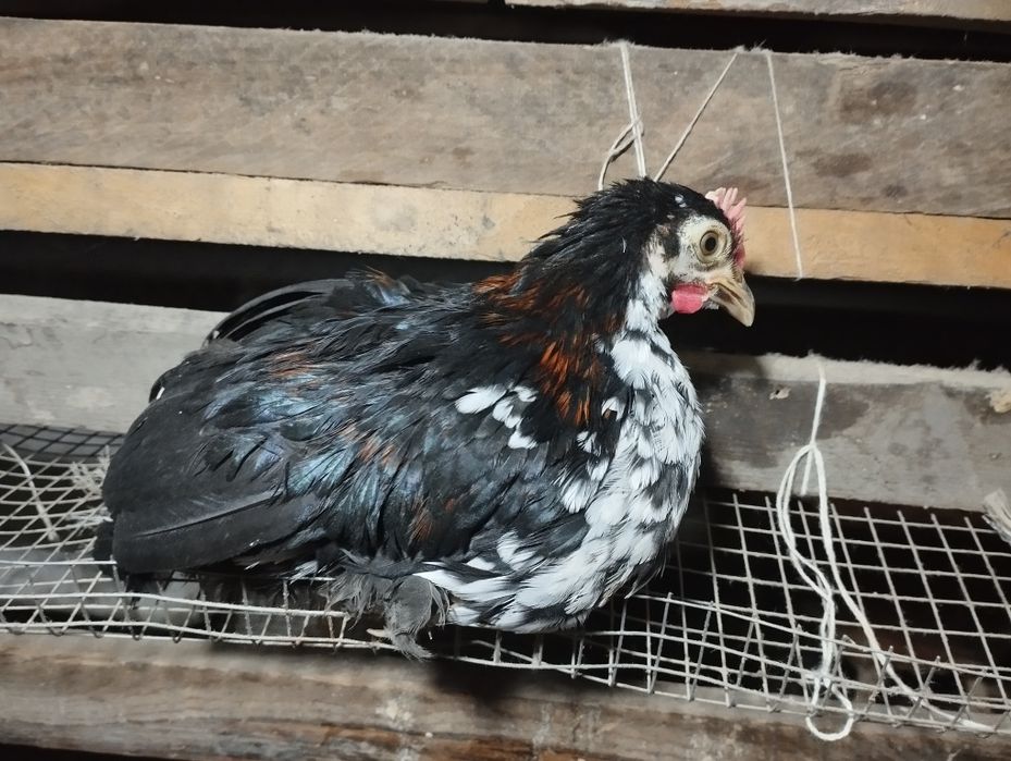 Бентамки султанки парами на продажу!