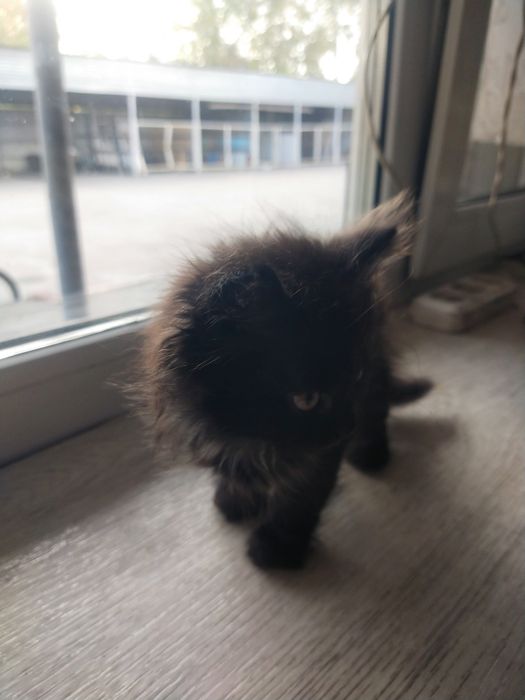 Котята в добрые руки.