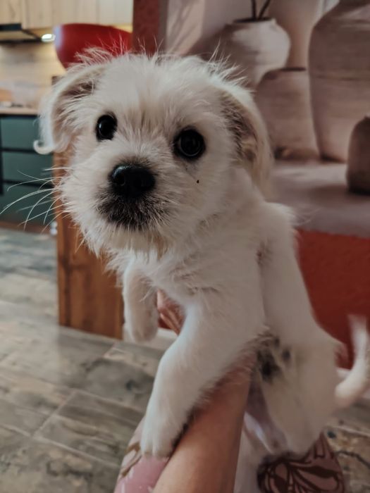 Продам маленькую собачку мальчик