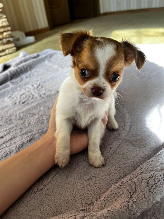 Чихуахуа щенки.Мальчик и девочка