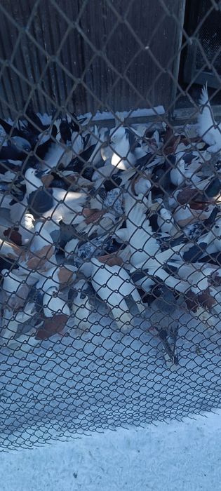 Красивая птица .