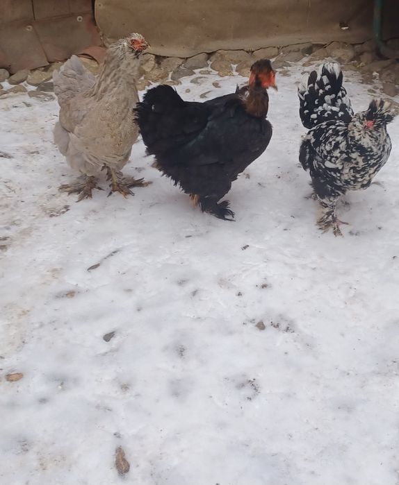 Pasări moțate și golașe