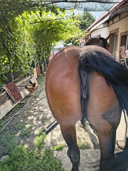 Iapa de vânzare semigrea