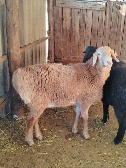 Семіз қошқар сатылады