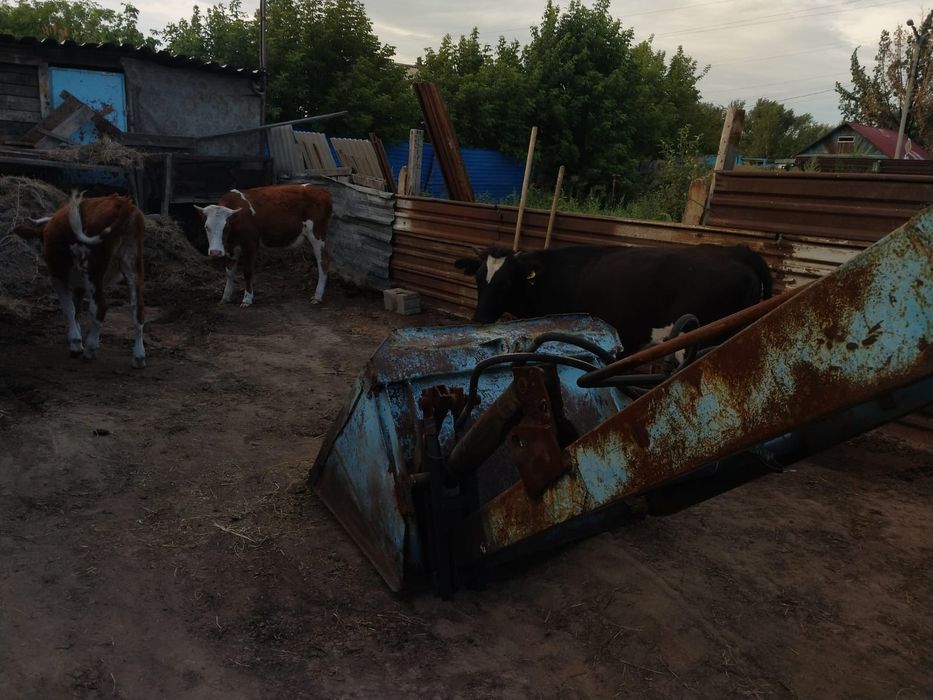 Продам тёлочек,,