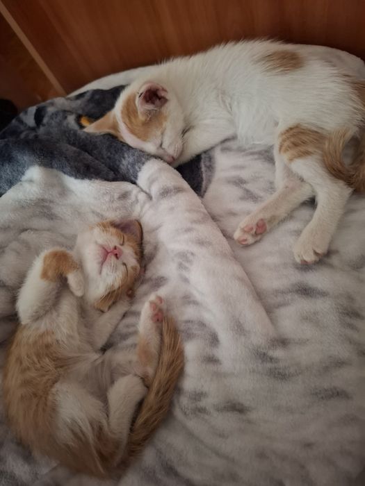 Отдам котят в добрые руки