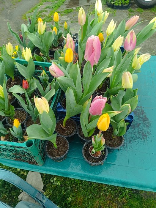 Лалета за градината