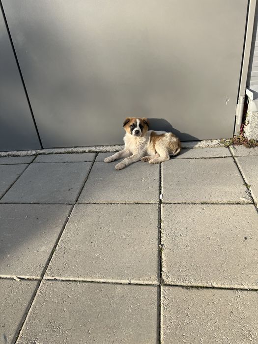 Подарява се мъжко кученце