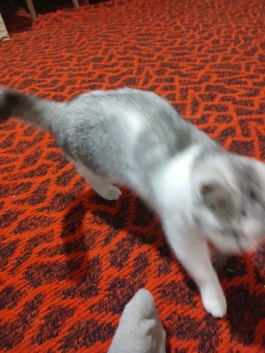 Mushu oq qora zotini blmiman