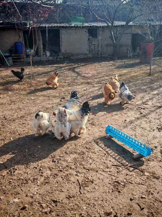 Joja ochirish uchun Damashni tovuq tuxumlari  sotiladii.