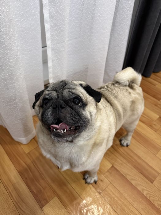 Ищем невесту для мопса