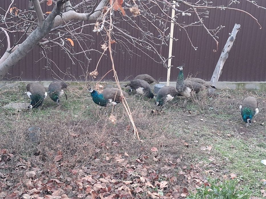 Продам павлинов молодняк