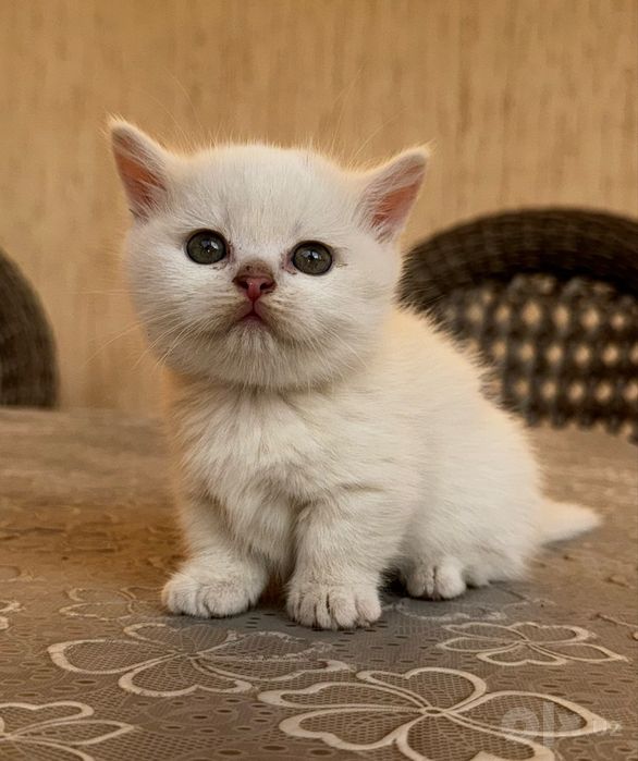 Продаётся котенок манчкин Коротколапый белый чистокровный