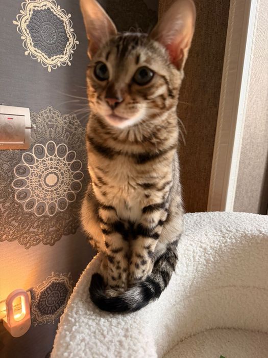 Бенгальская кошка