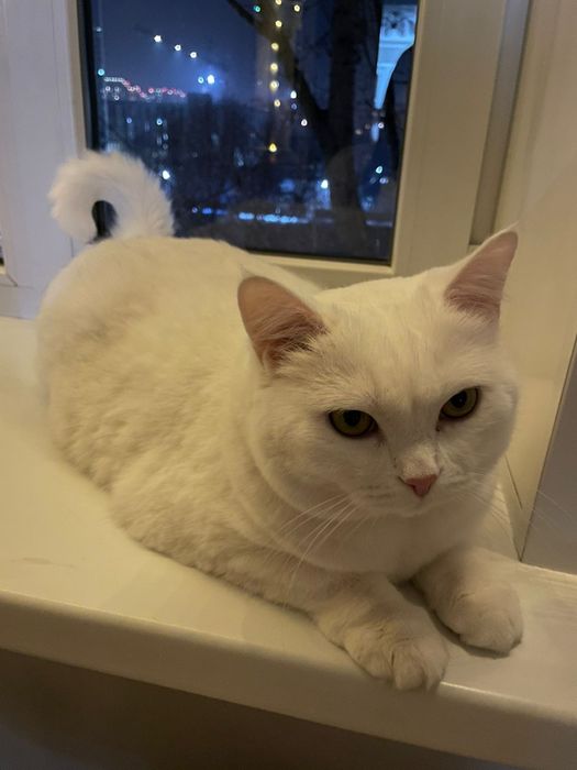 Отдам кошку в добрые руки