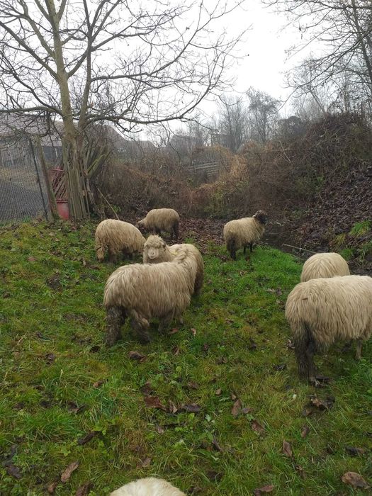 Vând 13 oi, pret 750 bucata, negociabil