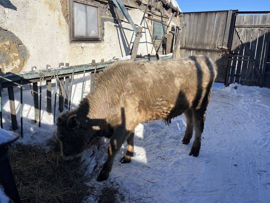 Бычок бычок обмен на бараны