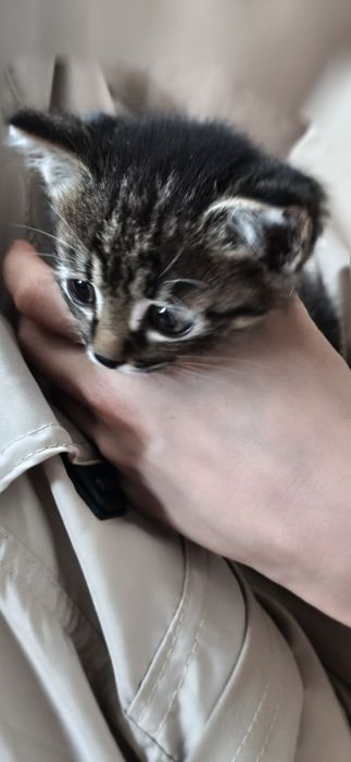 Отдам котенка в хорошие руки