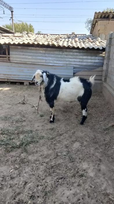 Козёл пародистый