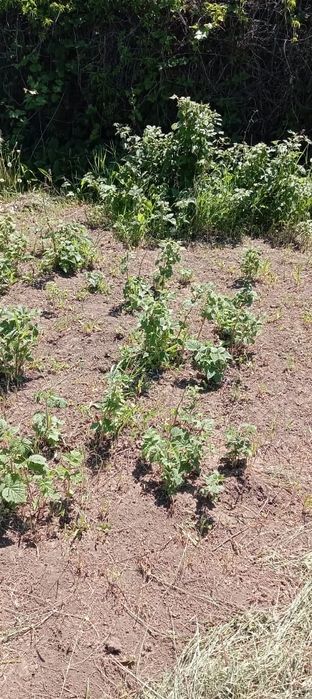 Продам дачу в дачном массиве Никель