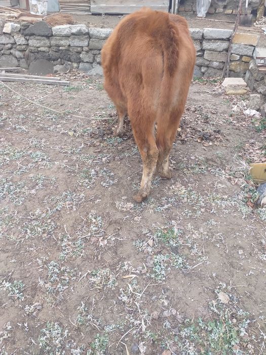 G’unojin bug’ôz