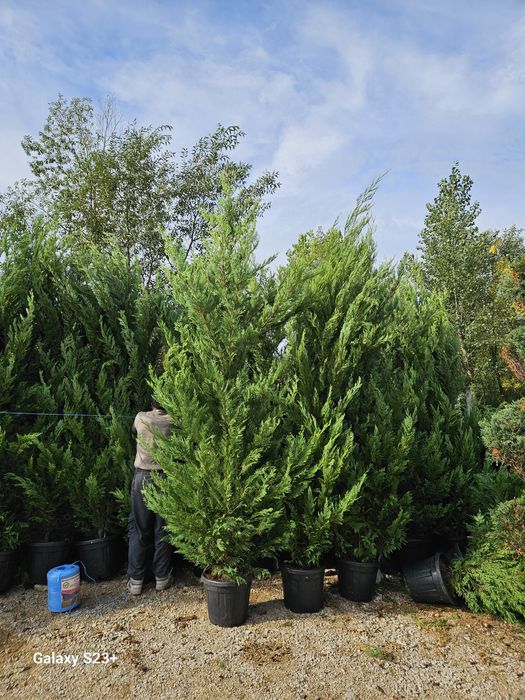 Vând leylandii 2.8m/3m de calitate superioara