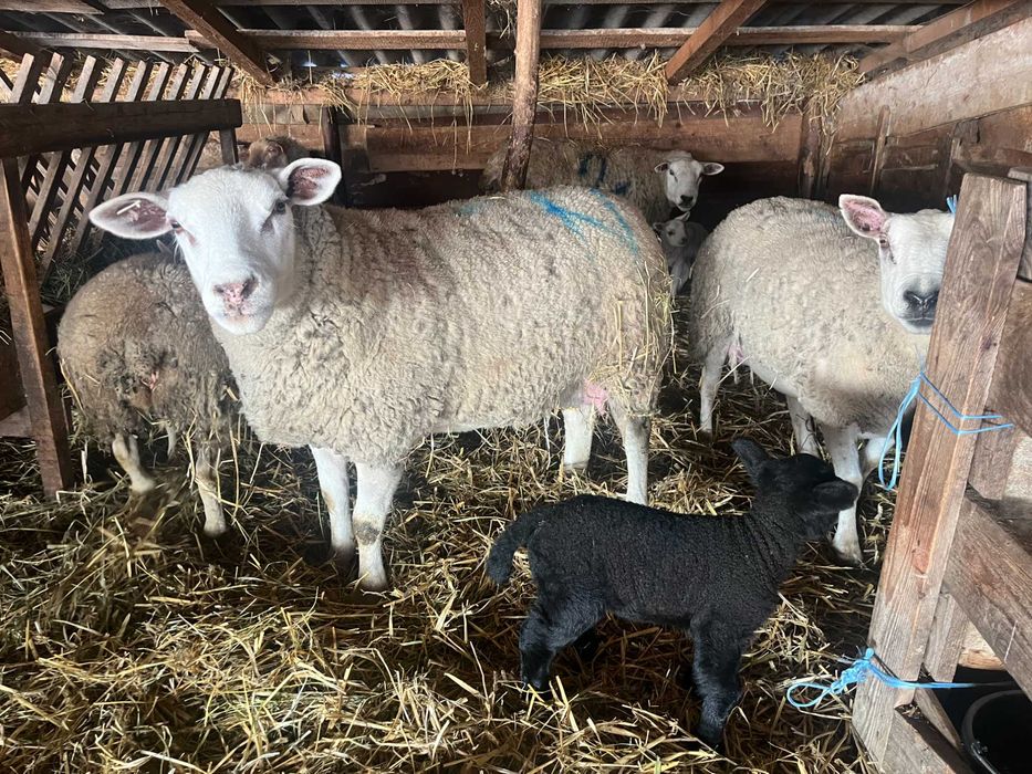 Femele Texel linie Marea Britanie