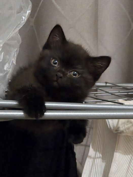 Срочно продам котёнка!!!