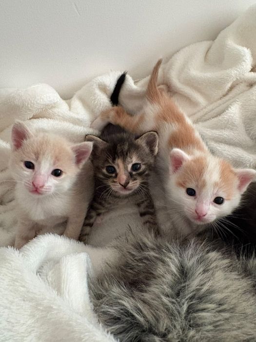 Отдам котят в добрые семьи.