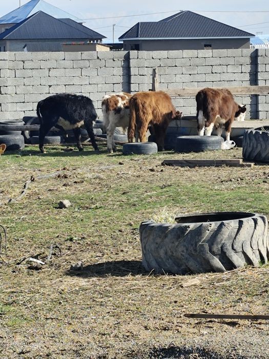 Подсос ақ бас бұқалар сатылады