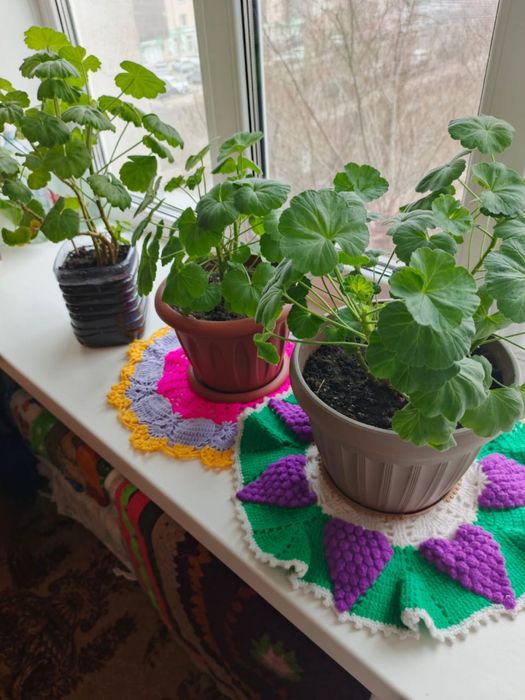 Продам герань самовывоз