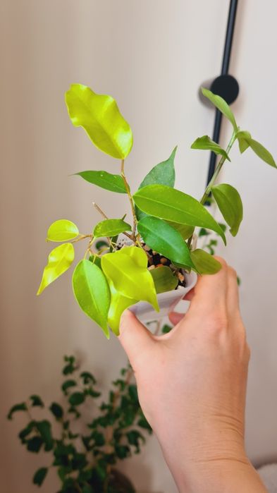 Суккуленты, Фикус