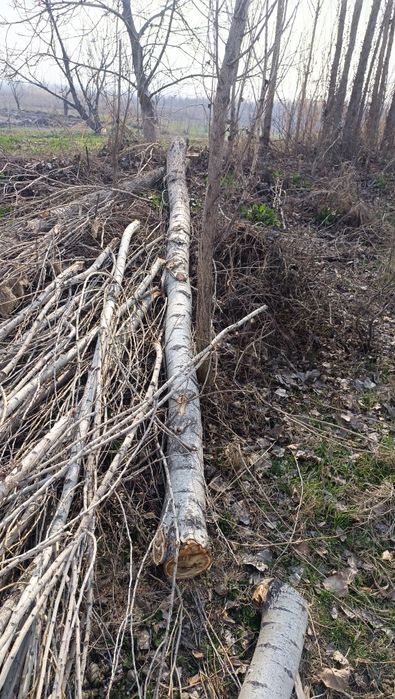 Мирза терак сотилади.