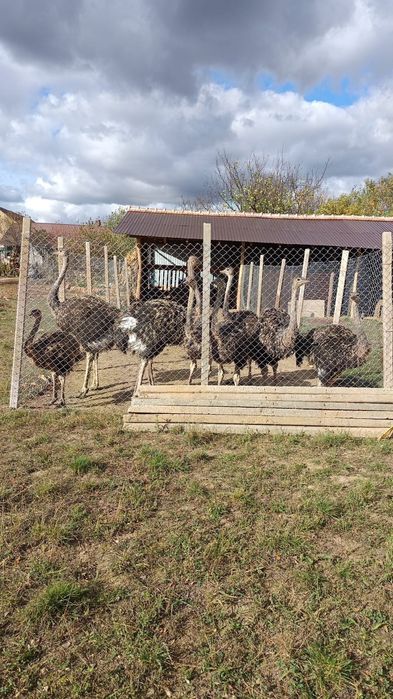 Vând struți tineri